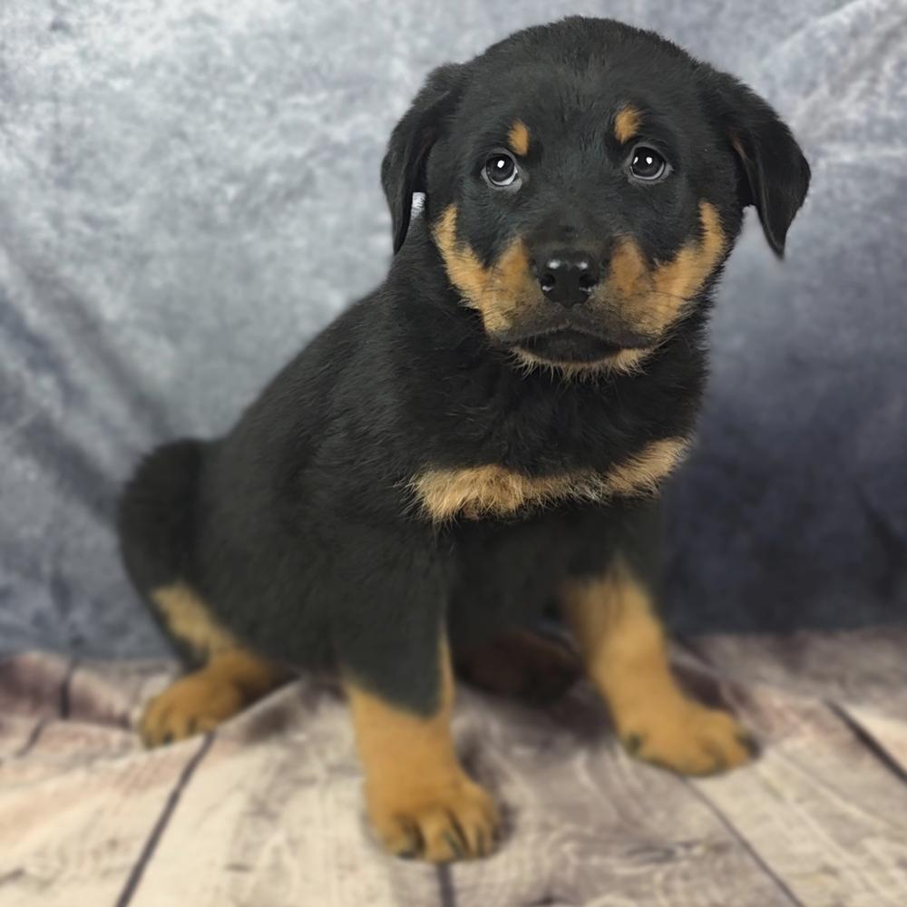 Enlarge Inferno Pack - Blaze, a Adopted mixed breed in Oakland, MI image 3/5