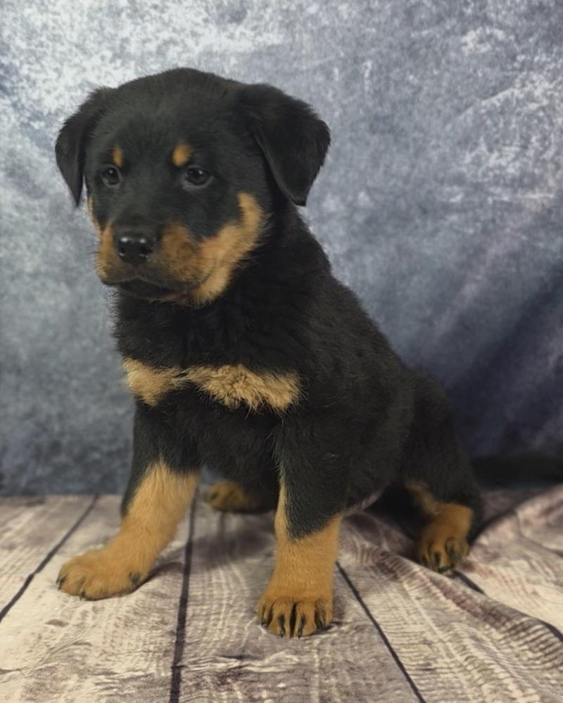 Enlarge Inferno Pack - Blaze, a Adopted mixed breed in Oakland, MI image 4/5