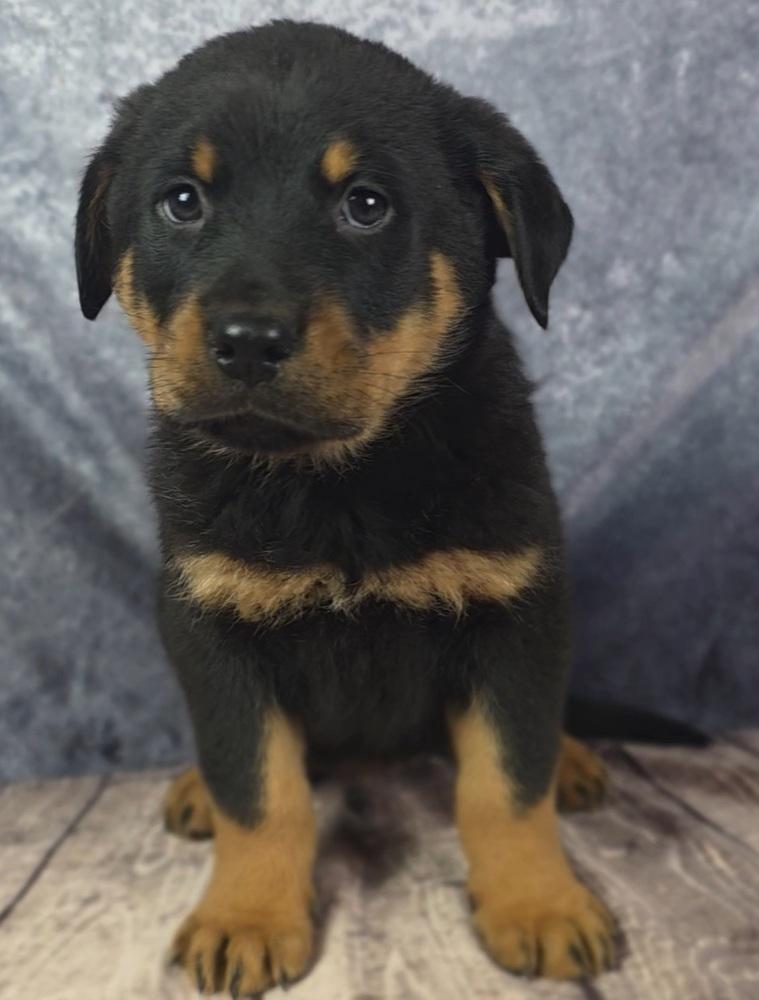 Enlarge Inferno Pack - Blaze, a Adopted mixed breed in Oakland, MI image 5/5