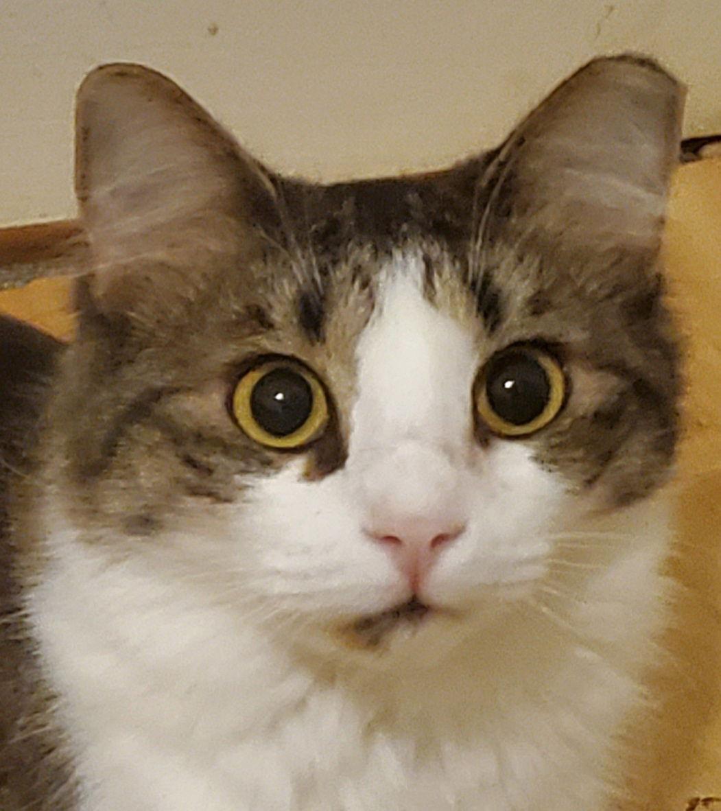 Enlarge Carlii, a Adoptable Domestic Medium Hair in Winter Garden, FL image 1/3