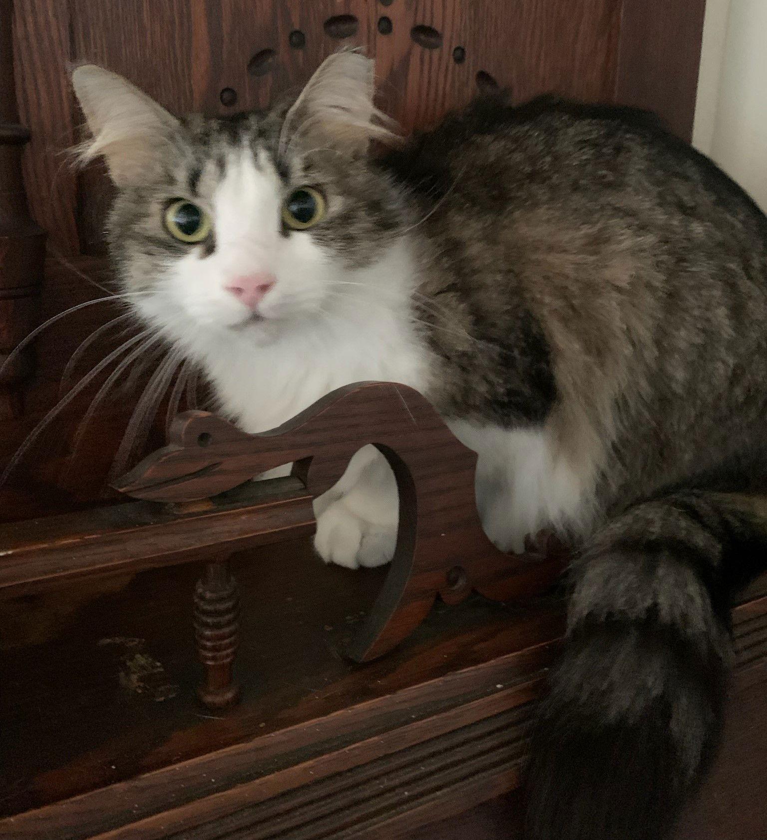 Enlarge Carlii, a Adoptable Domestic Medium Hair in Winter Garden, FL image 2/3