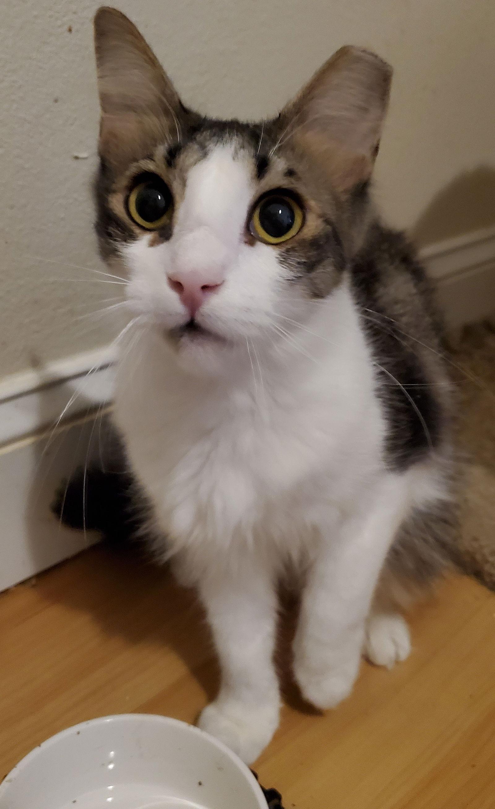 Enlarge Carlii, a Adoptable Domestic Medium Hair in Winter Garden, FL image 3/3