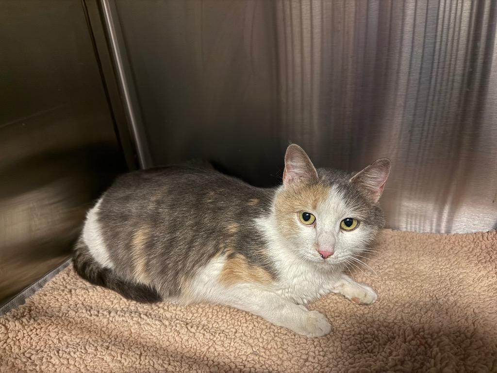 Cove, Adoptable, Young Female Domestic Medium Hair.