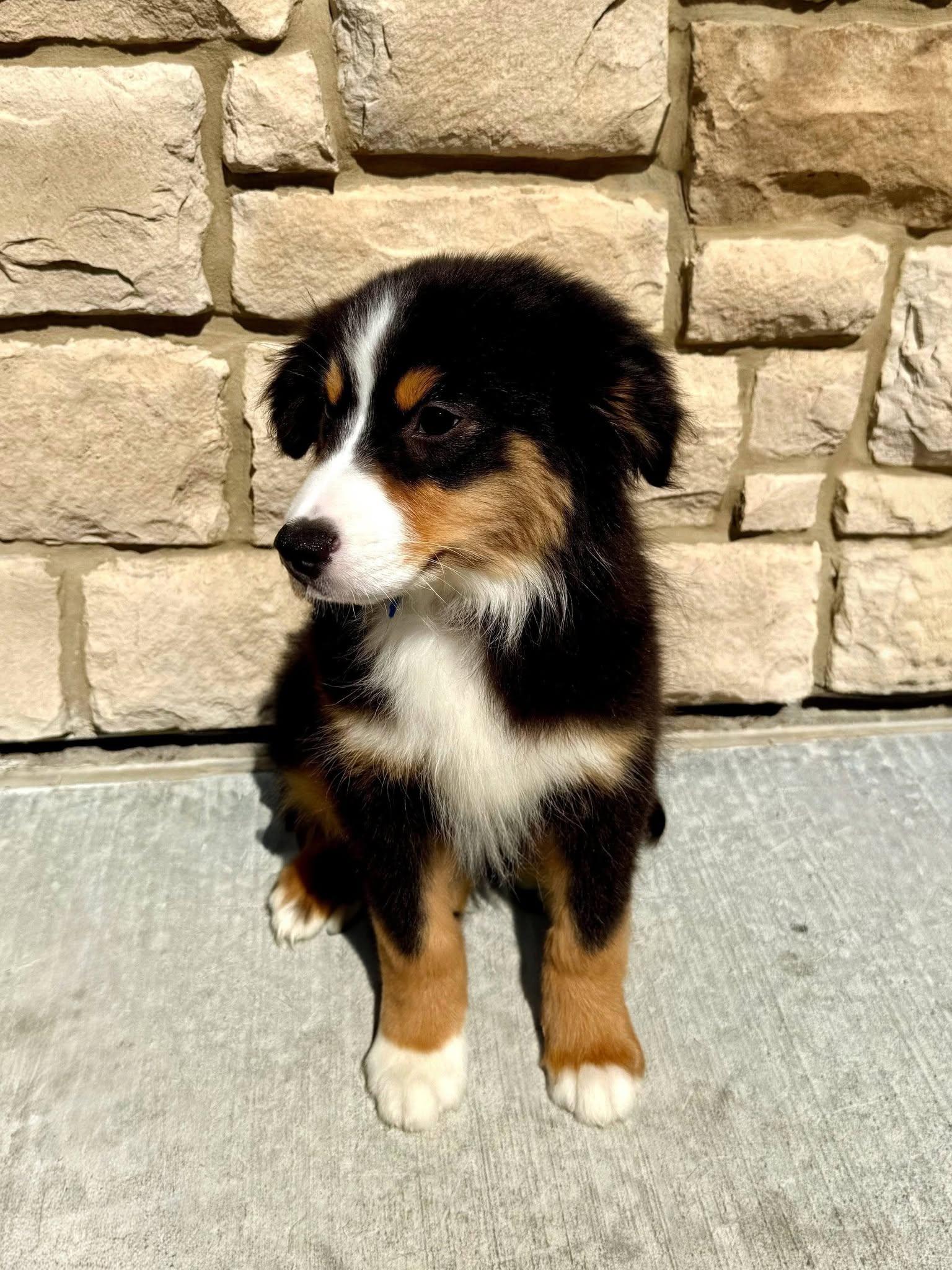 Enlarge Rex, an adopted Australian Shepherd in East Sparta, OH image 1/5