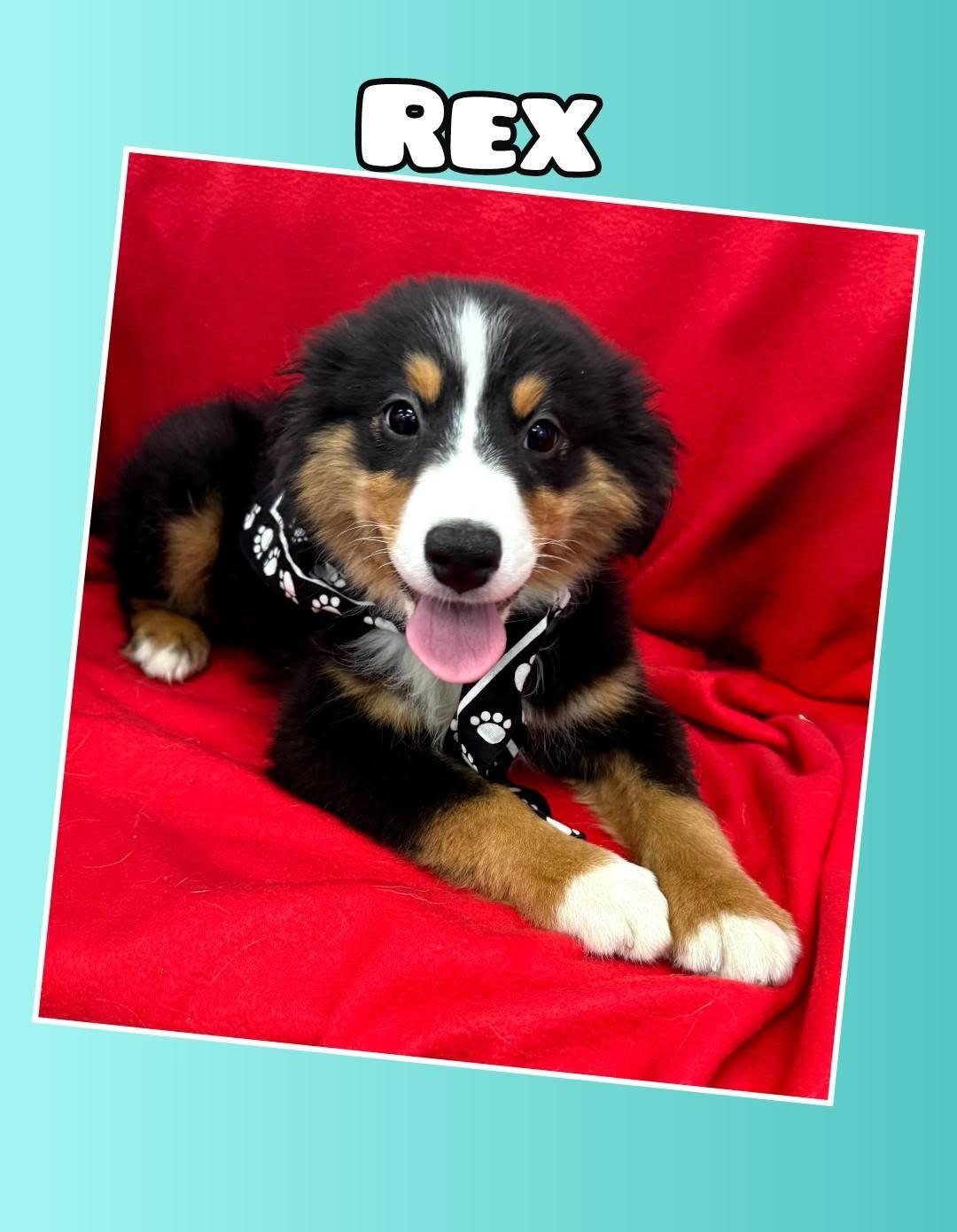 Rex, Adoptable, Puppy Male Australian Shepherd.