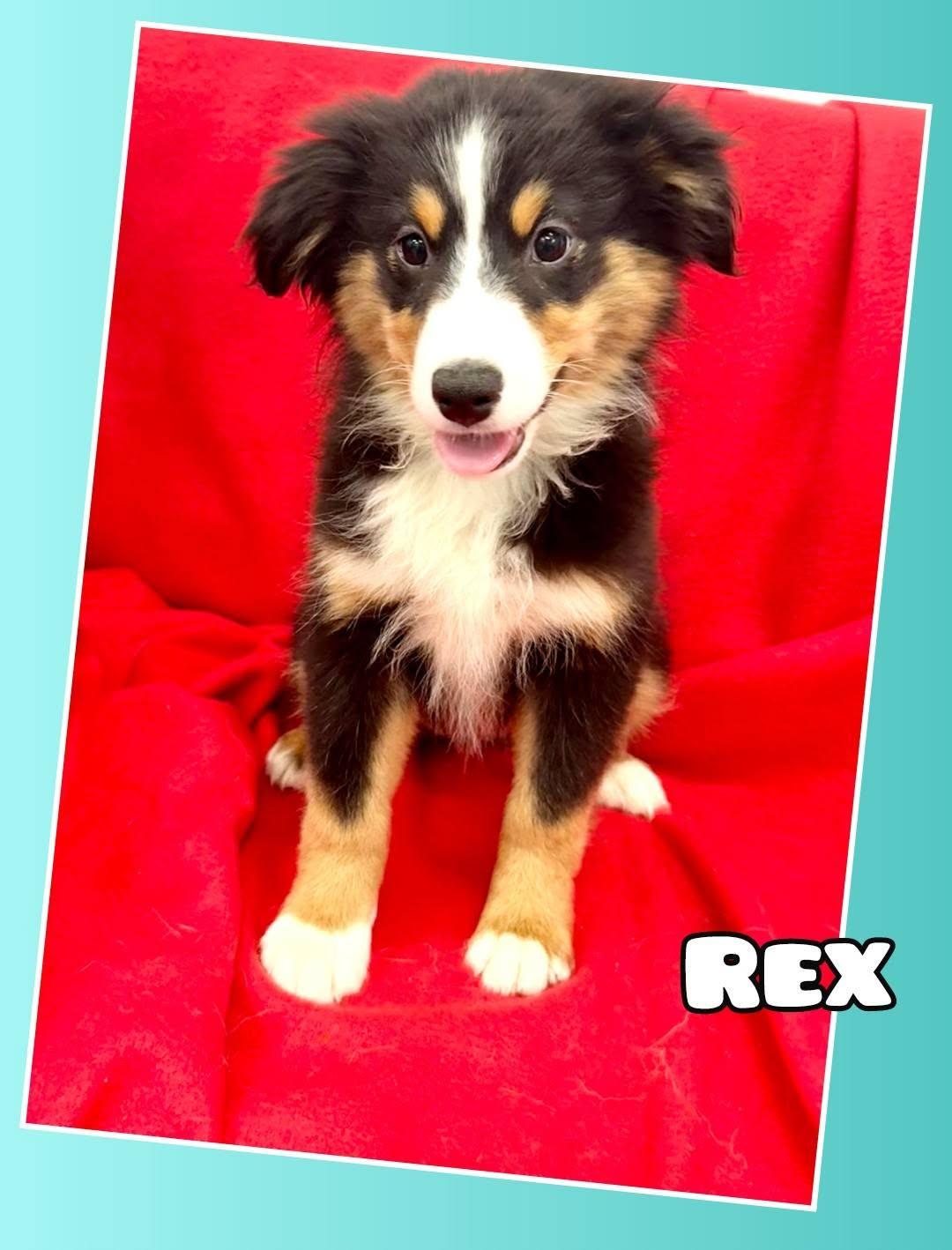 Enlarge Rex, a Adoptable Australian Shepherd in East Sparta, OH image 2/2