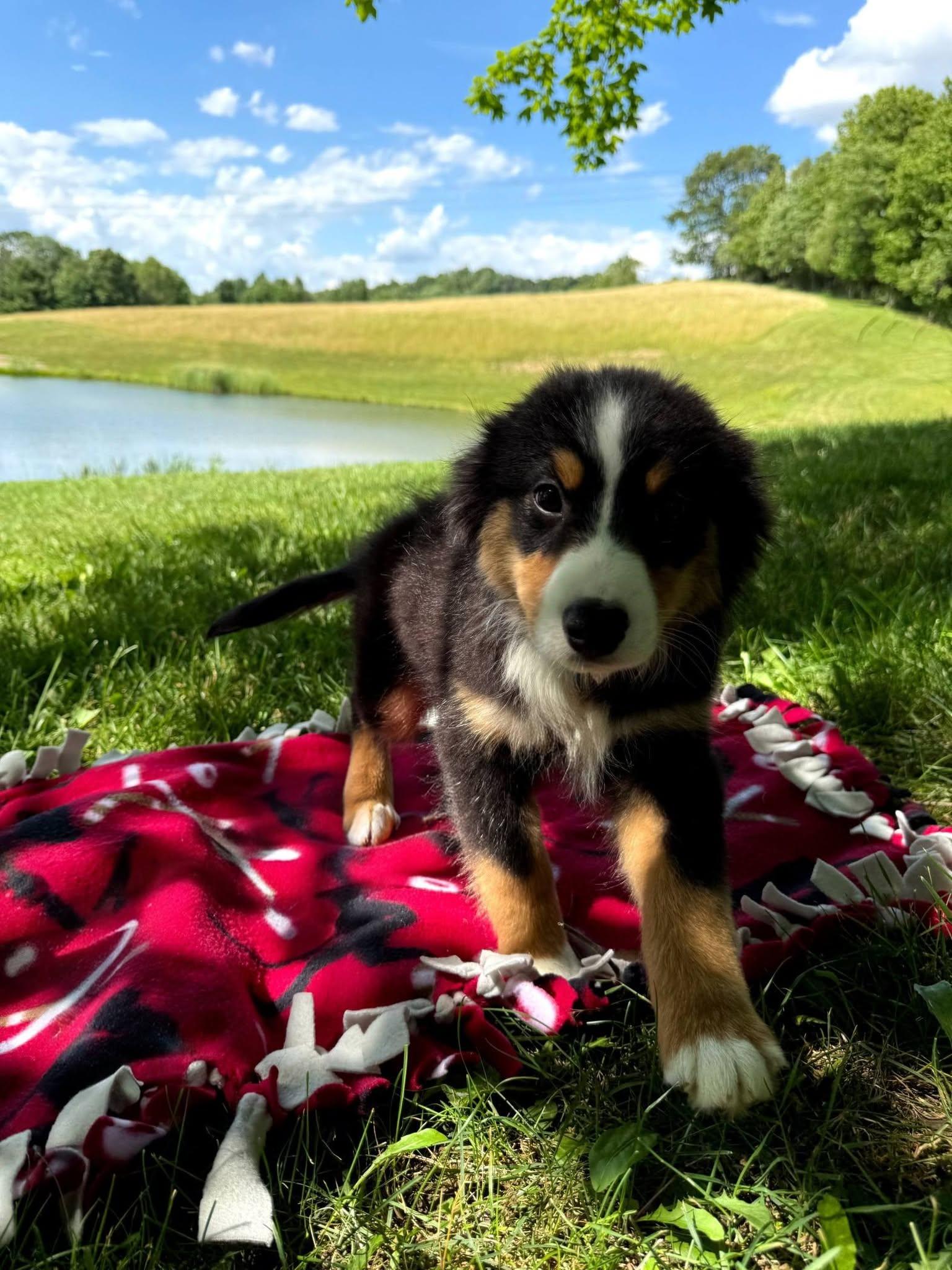 Enlarge Rex, an adopted Australian Shepherd in East Sparta, OH image 3/5