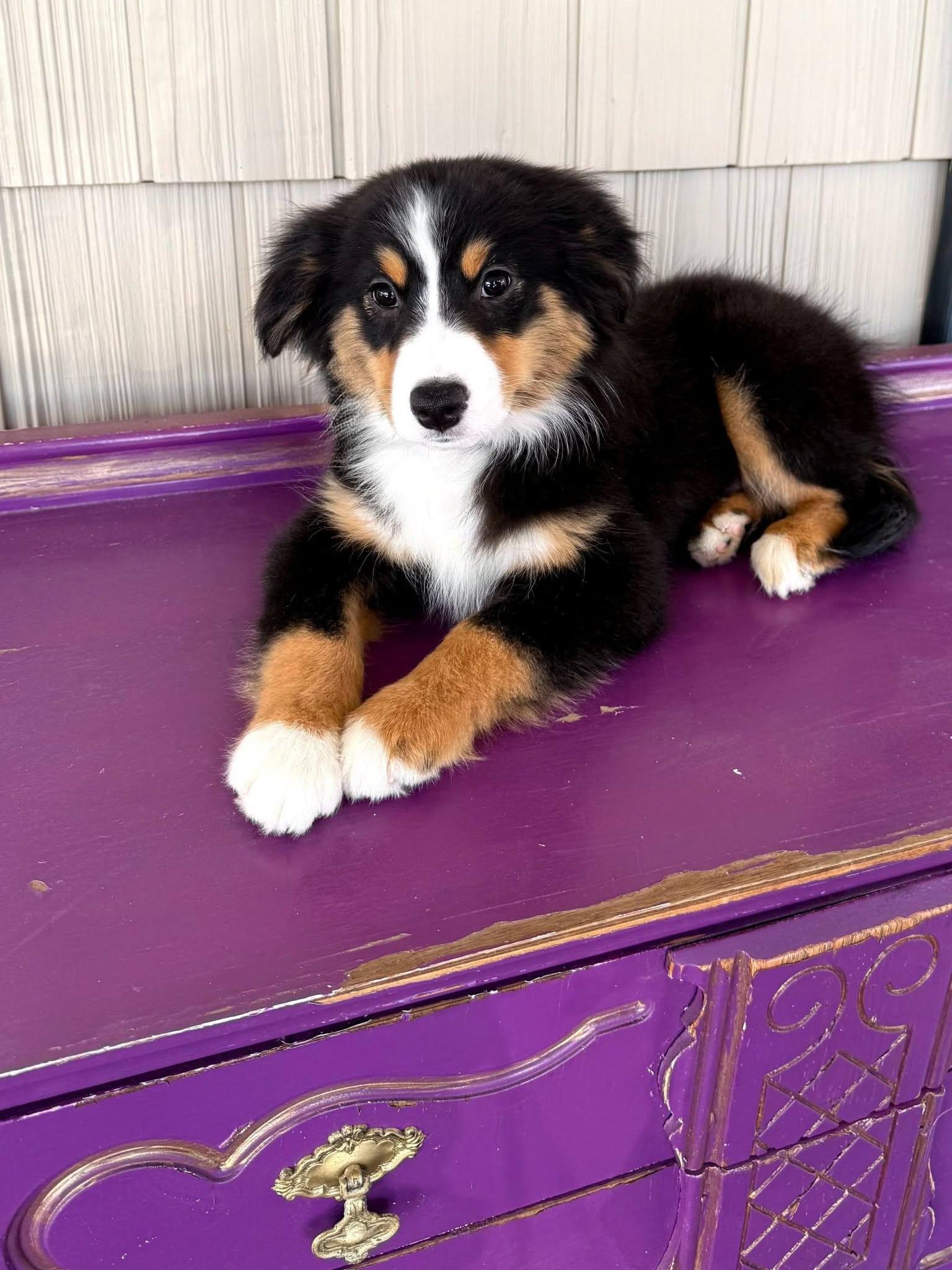 Enlarge Rex, an adopted Australian Shepherd in East Sparta, OH image 2/5
