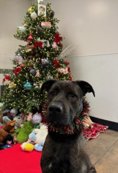 RAMBO, Adoptable, Adult Male Labrador Retriever.