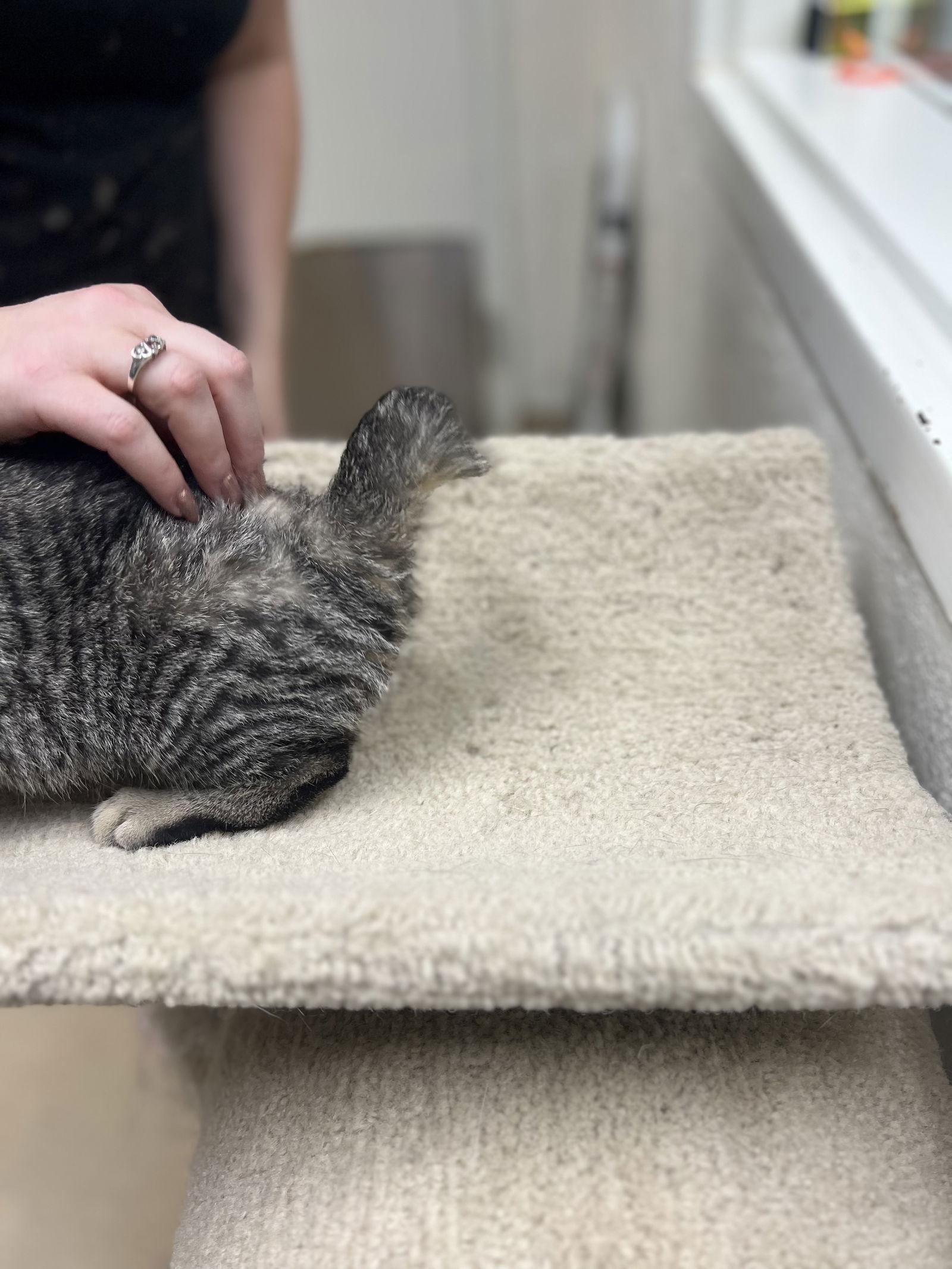 Lily, a Adoptable Domestic Short Hair in Brick, NJ image 1/3