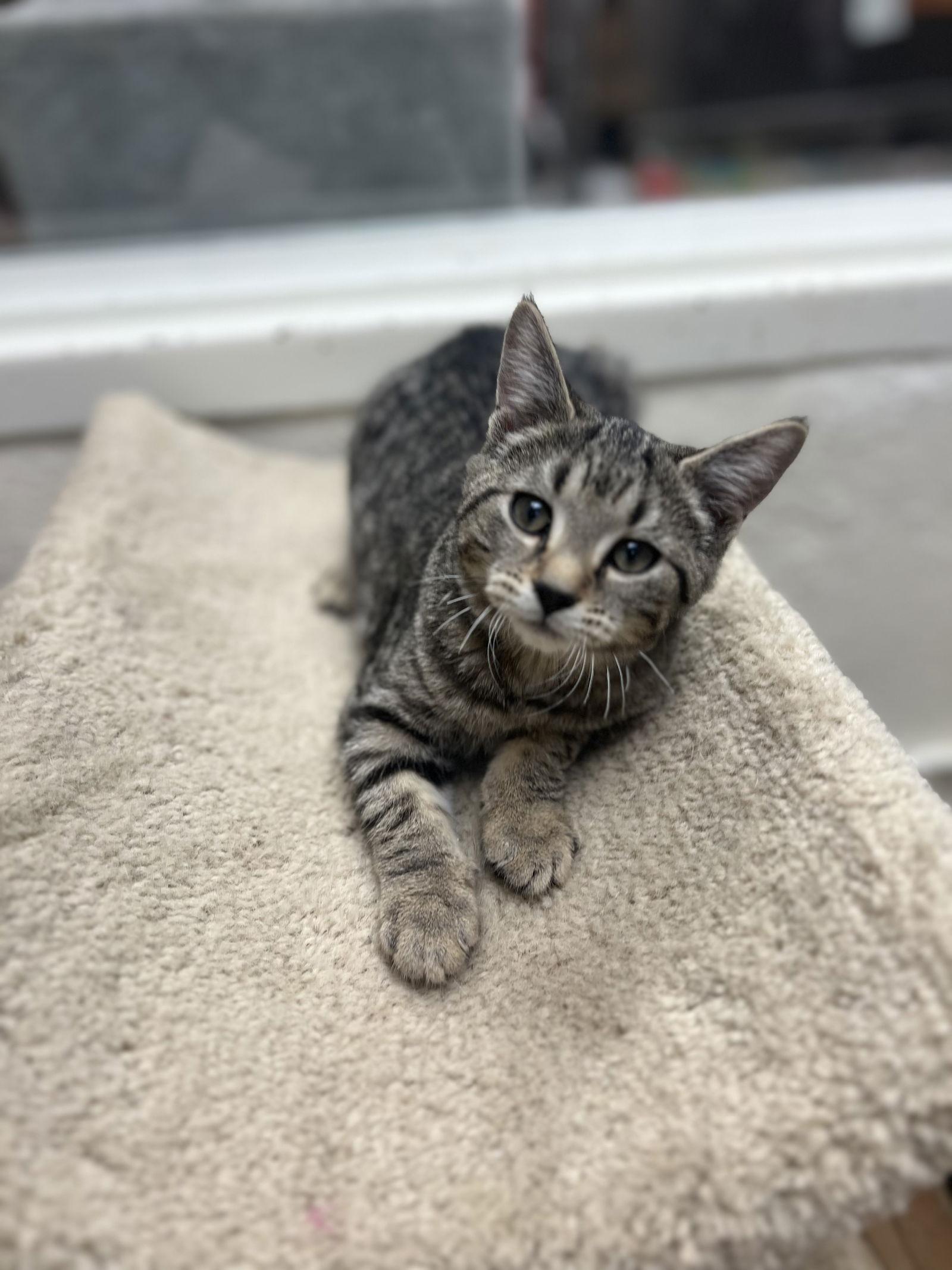 Lily, a Adoptable Domestic Short Hair in Brick, NJ image 2/3