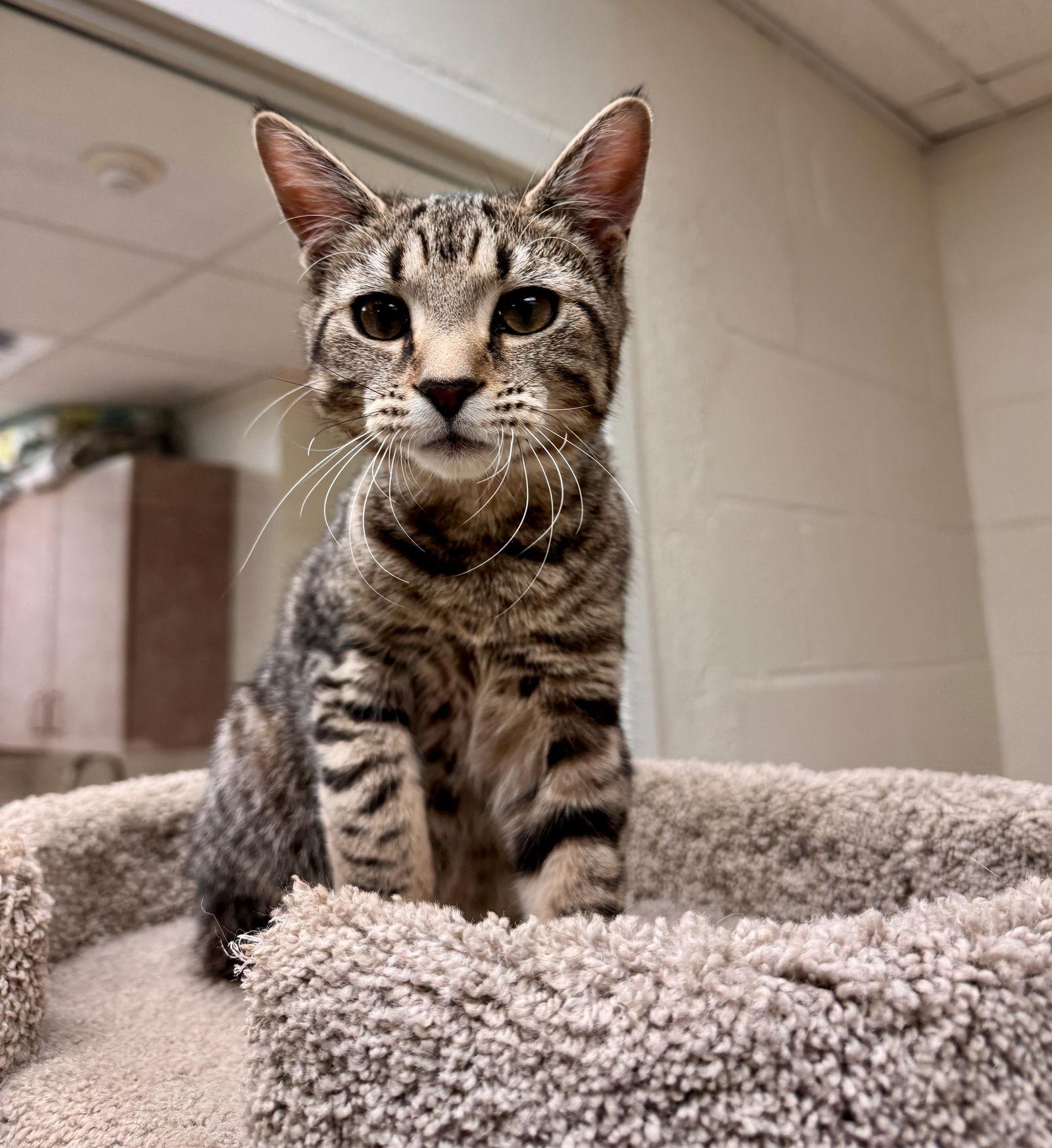 Lily, a Adoptable Domestic Short Hair in Brick, NJ image 3/3