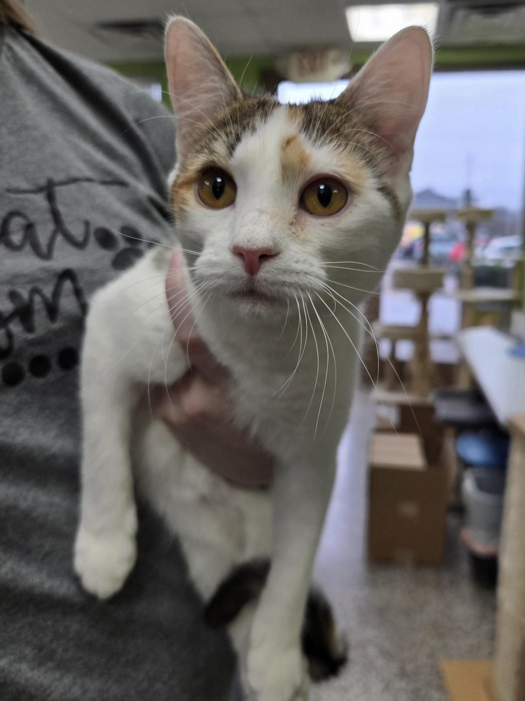 Enlarge Sunrise, a Adoptable Domestic Short Hair in Richmond, KY image 2/5