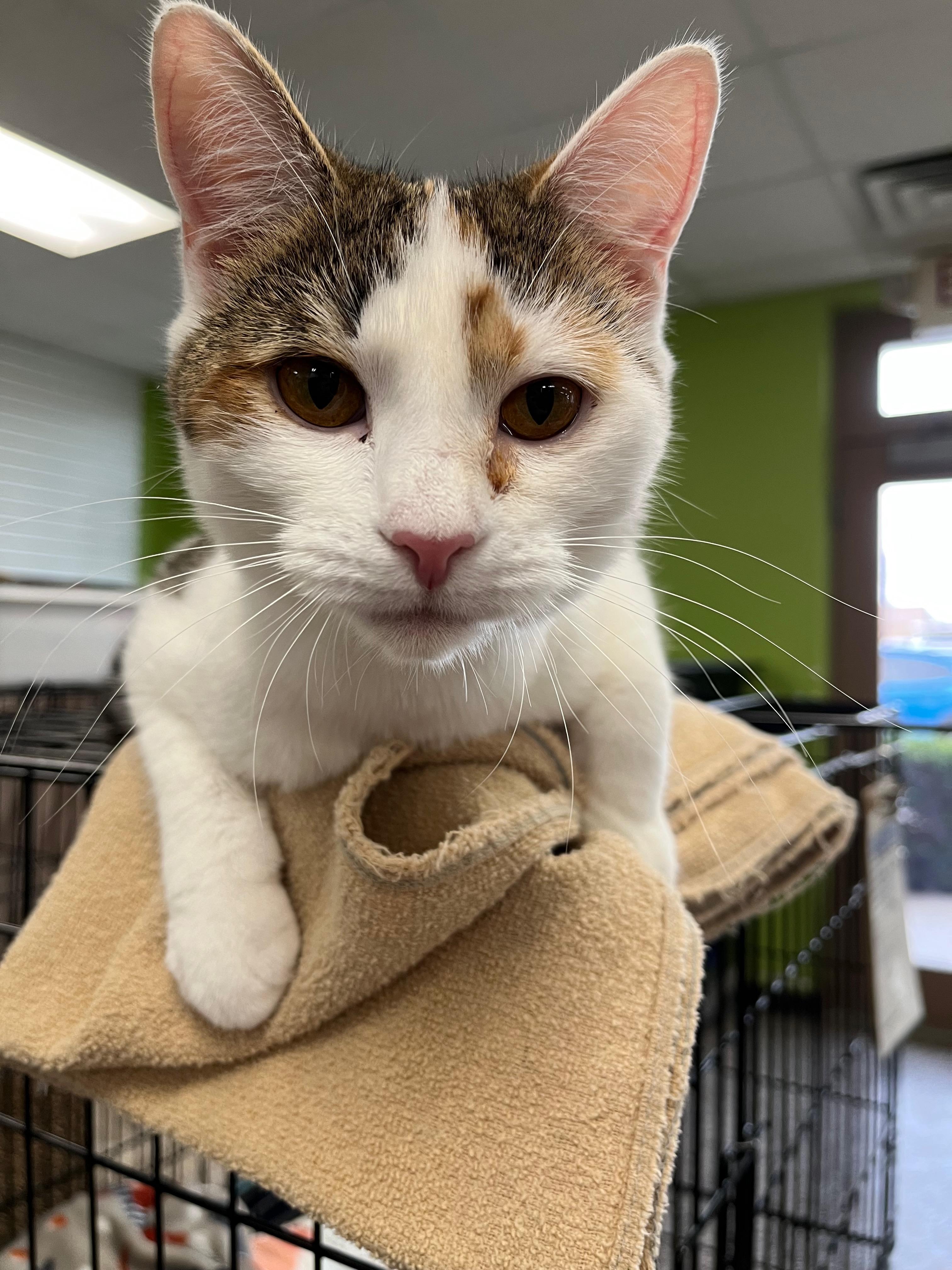 Enlarge Sunrise, a Adoptable Domestic Short Hair in Richmond, KY image 1/5