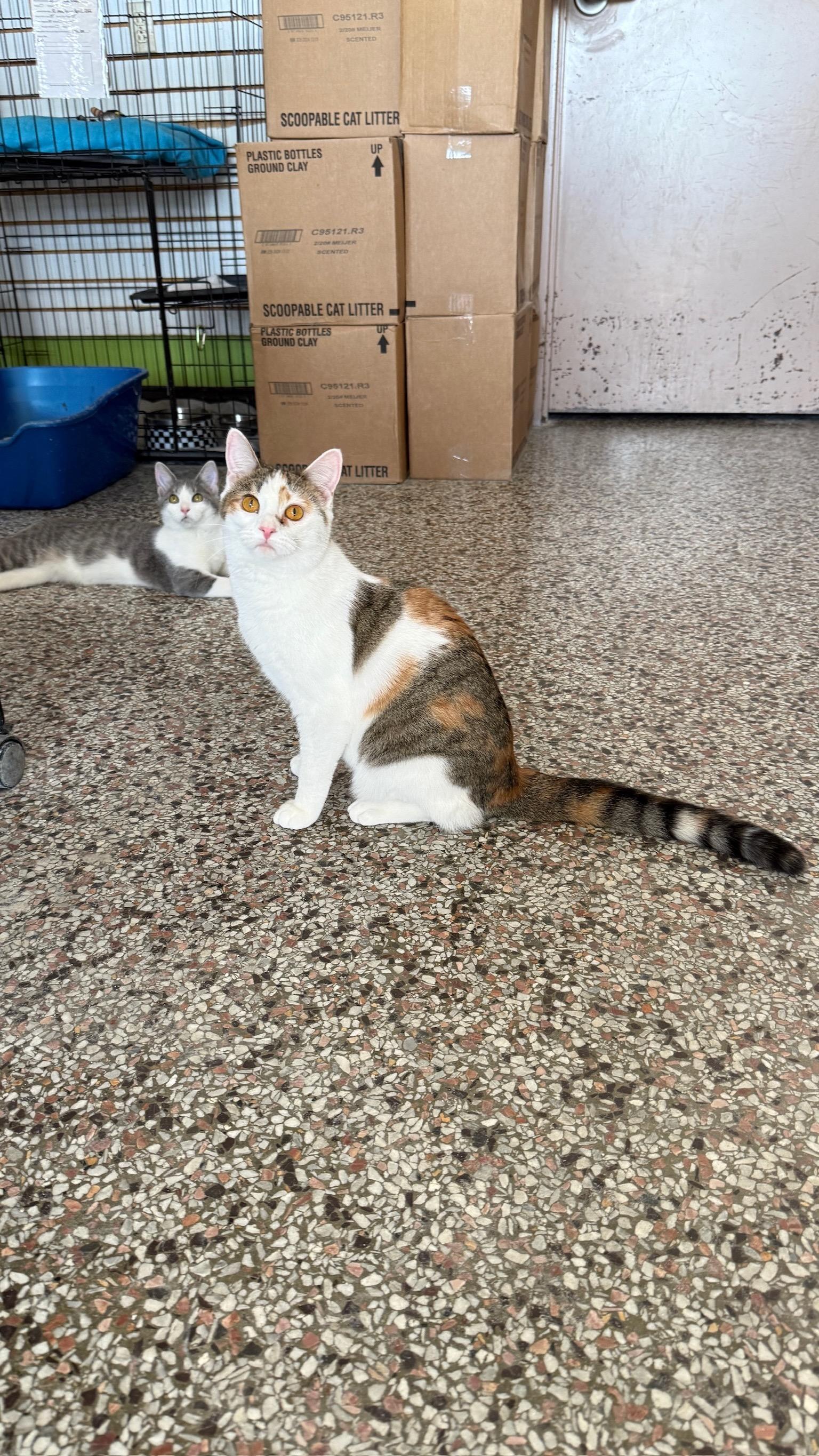 Enlarge Sunrise, a Adoptable Domestic Short Hair in Richmond, KY image 5/5