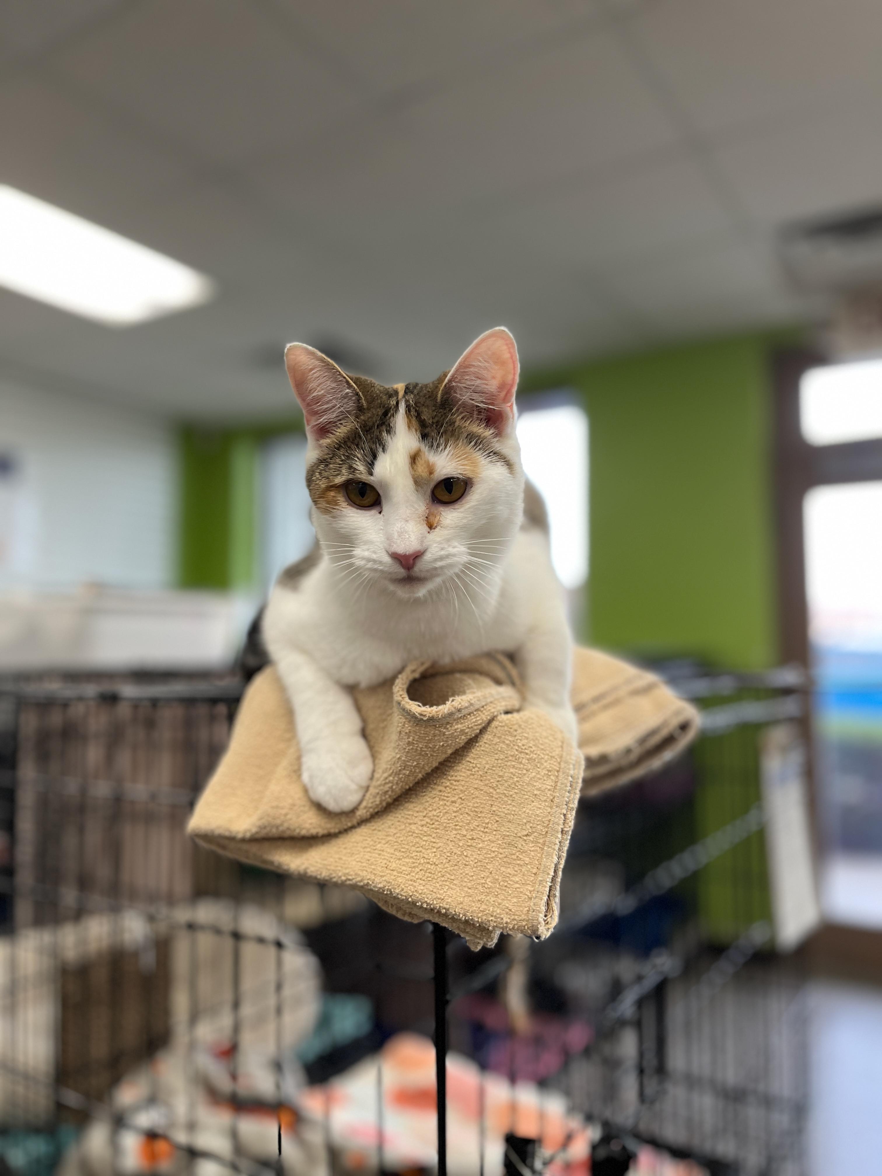 Enlarge Sunrise, a Adoptable Domestic Short Hair in Richmond, KY image 3/5