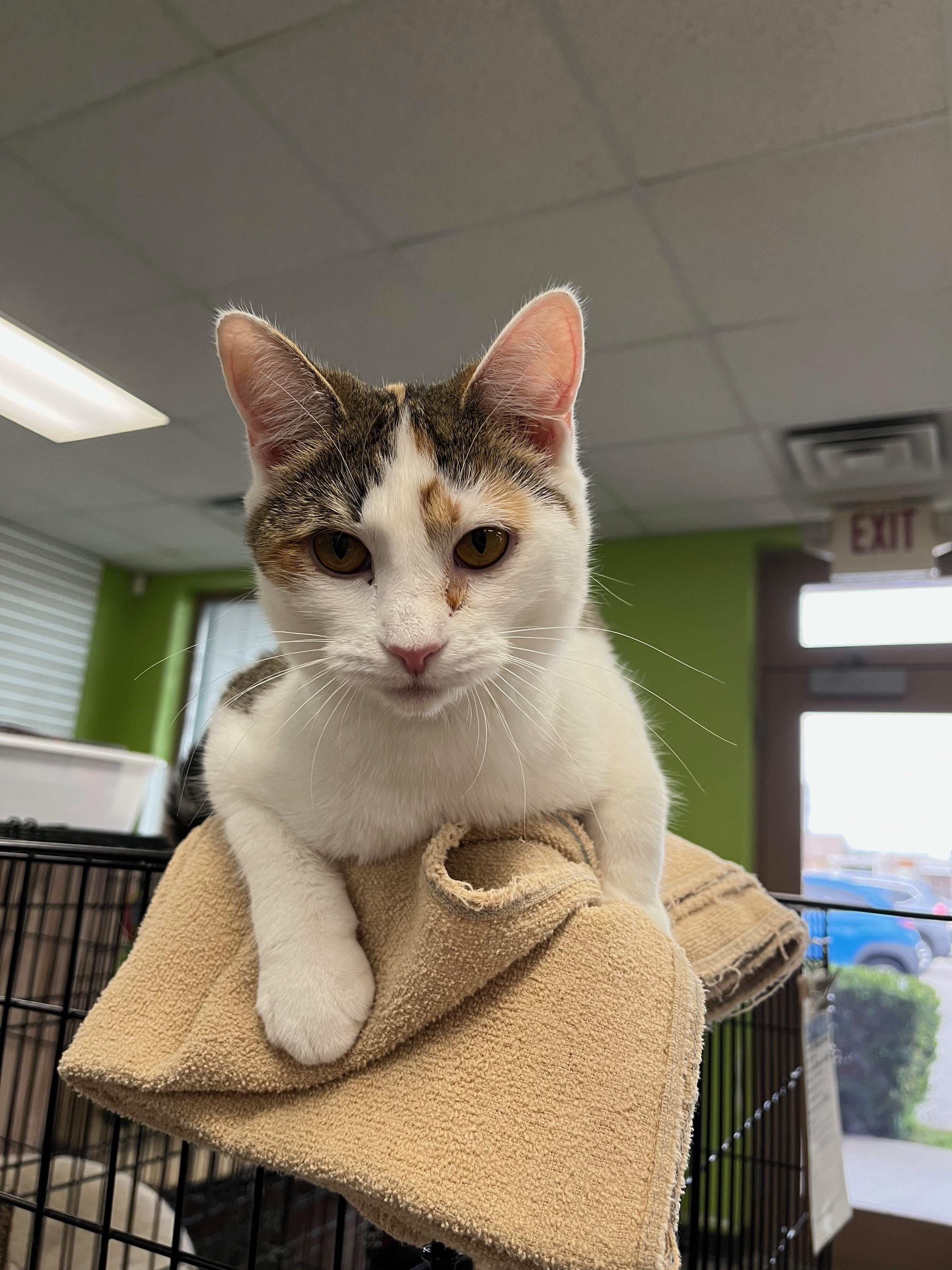 Enlarge Sunrise, a Adoptable Domestic Short Hair in Richmond, KY image 4/5