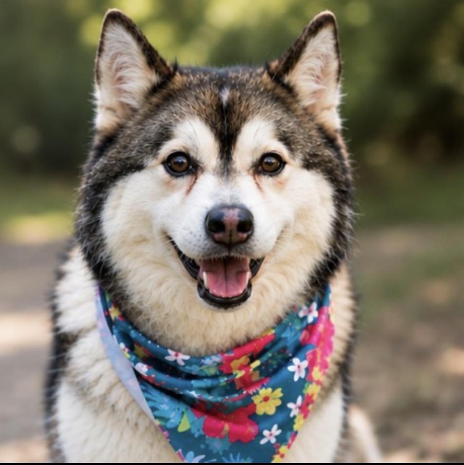 NACHO THE HANDSOME, a ADOPTABLE Pomsky in woodland, CA image 5/5