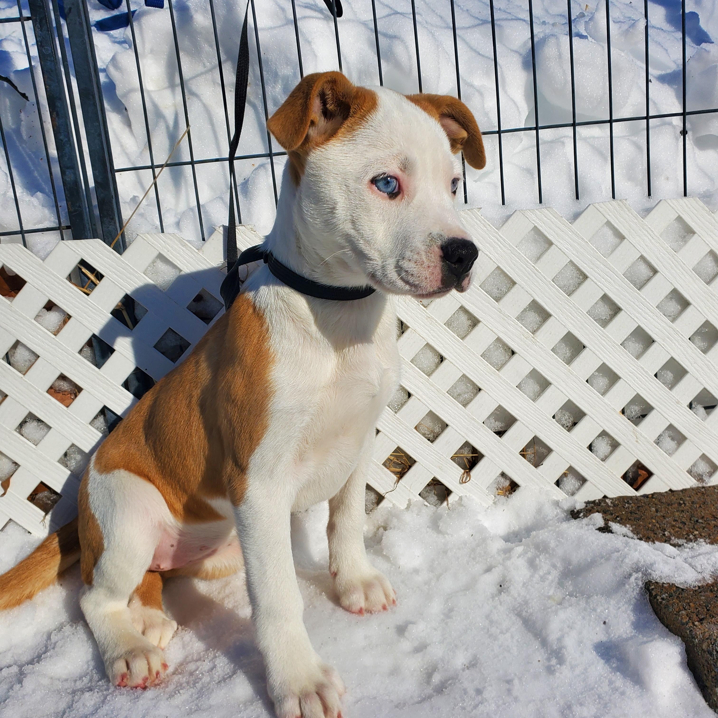 Enlarge Skye Blue eyes , an adopted mixed breed in Blairstown, NJ image 5/6