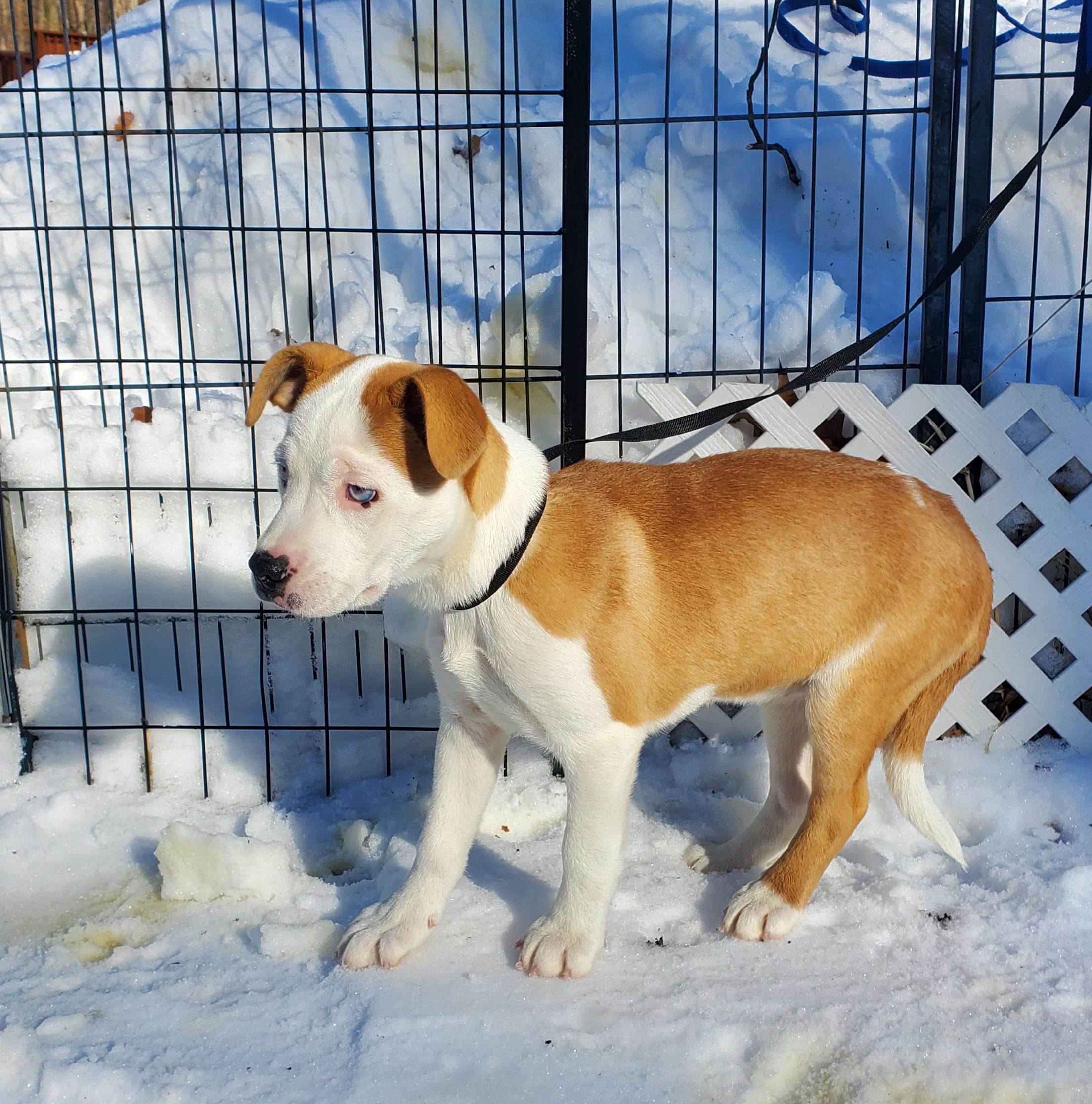 Enlarge Skye Blue eyes , an adopted mixed breed in Blairstown, NJ image 4/6