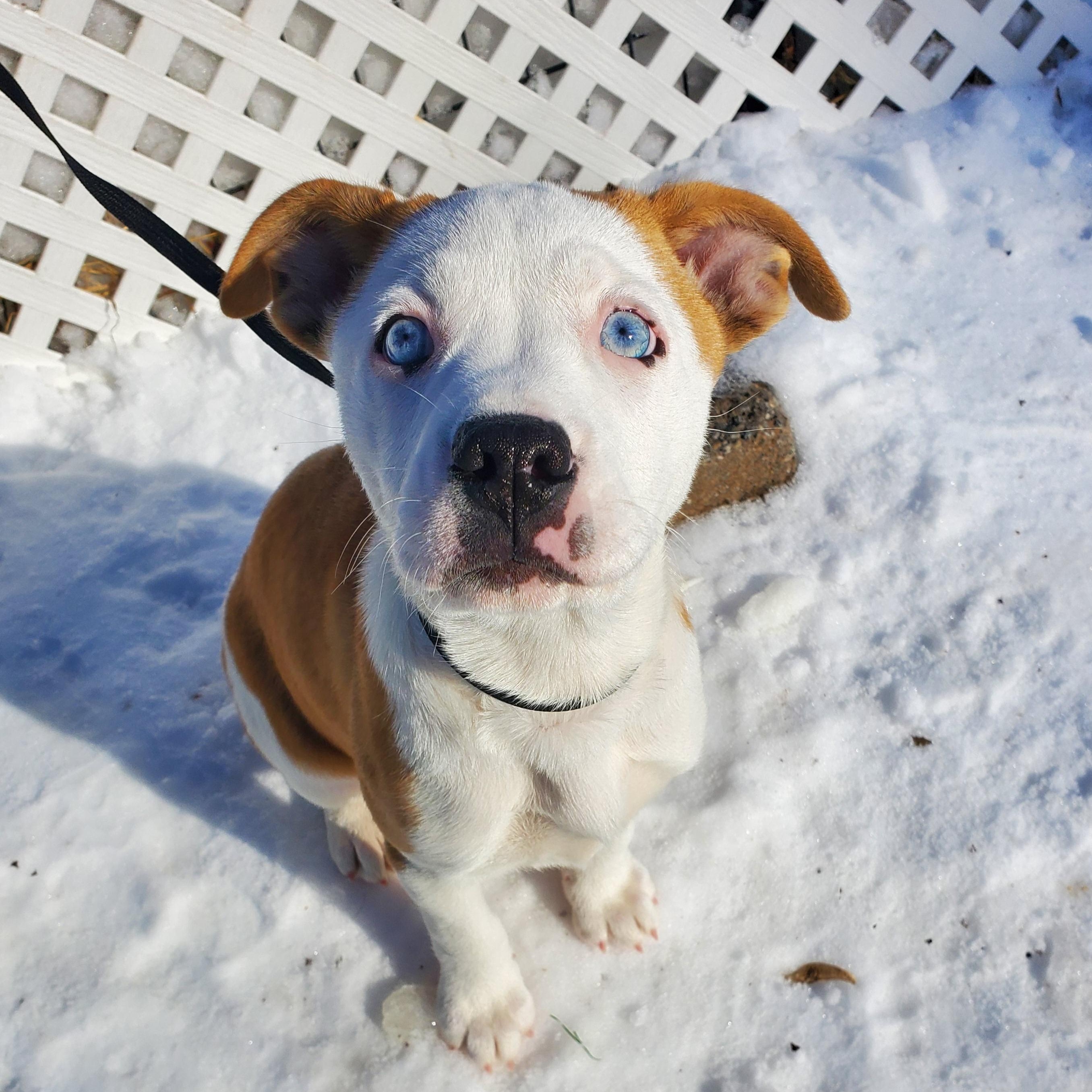 Enlarge Skye Blue eyes , an adopted mixed breed in Blairstown, NJ image 1/6