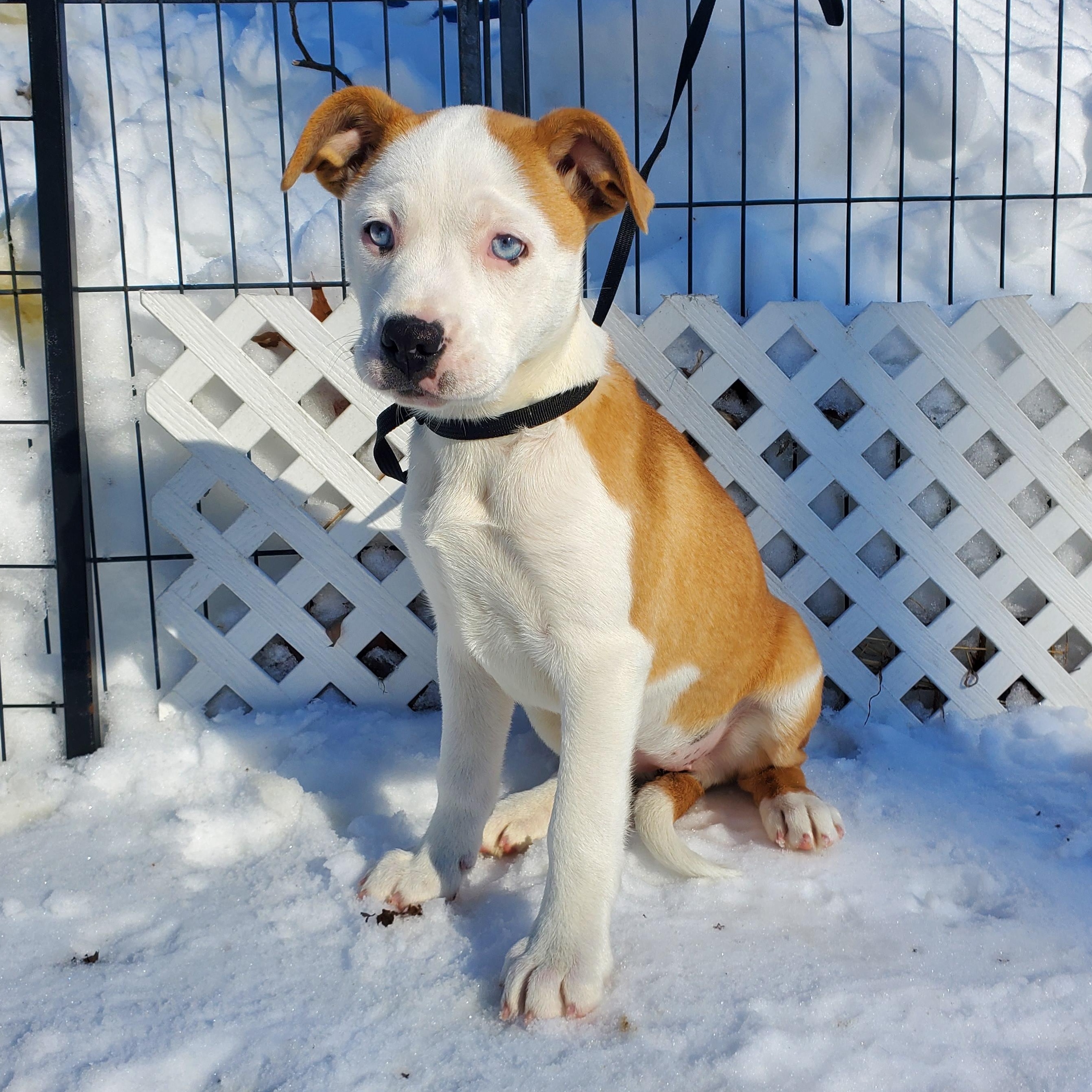 Enlarge Skye Blue eyes , an adopted mixed breed in Blairstown, NJ image 3/6