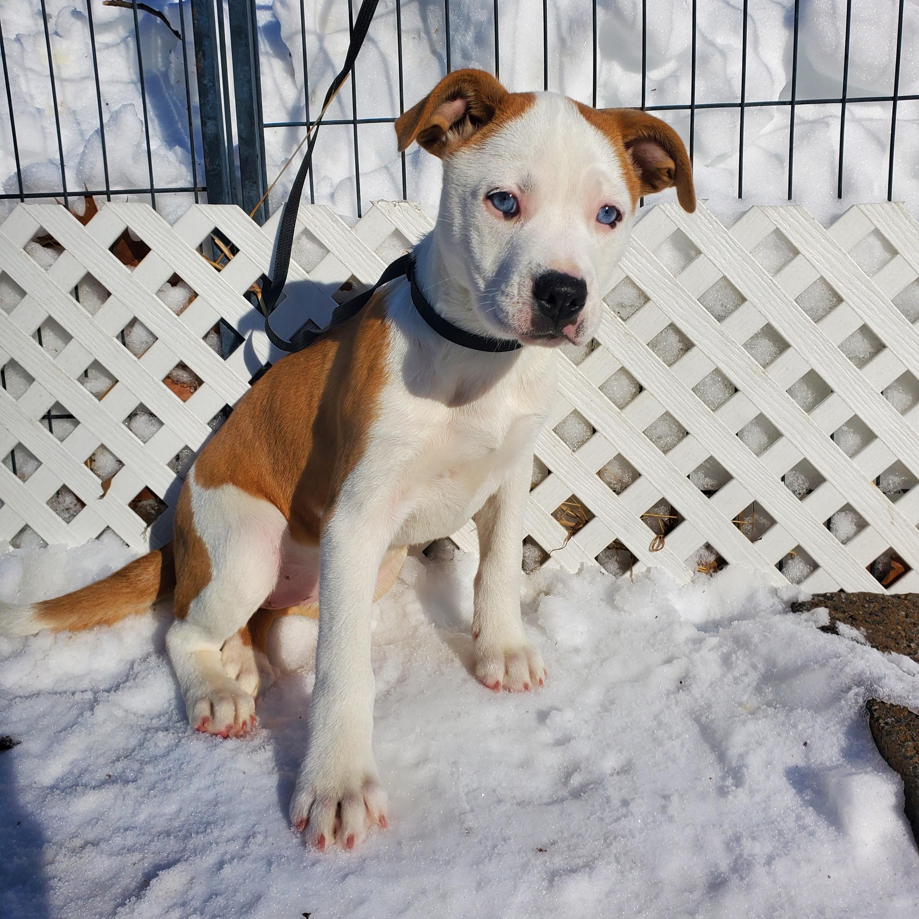 Enlarge Skye Blue eyes , an adopted mixed breed in Blairstown, NJ image 2/6