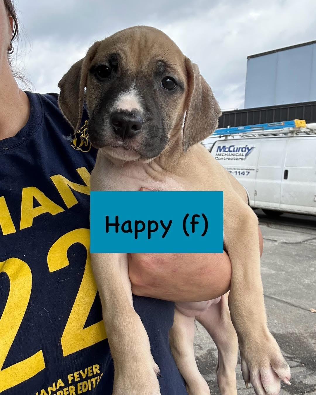 Enlarge Happy, an adopted mixed breed in INDIANAPOLIS, IN image 1/1