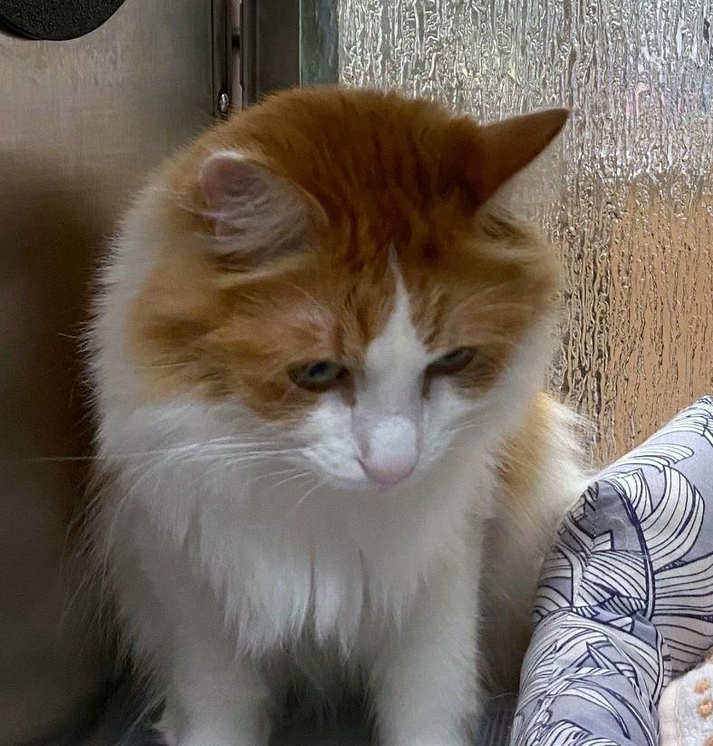 Bach A202735, an adoptable Domestic Long Hair in Plano, TX image 2/2