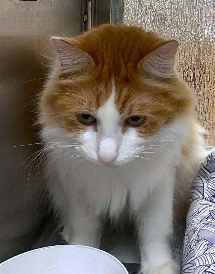 Bach A202735, an adoptable Domestic Long Hair in Plano, TX image 1/2