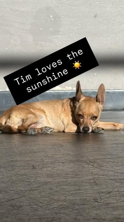 TIM, Adoptable, Young Male Chihuahua.