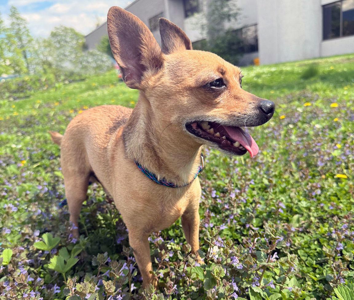TIM, a Adoptable Chihuahua in Montreal, QC image 2/6