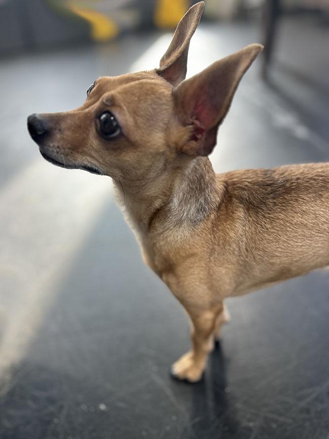 TIM, a Adoptable Chihuahua in Montreal, QC image 6/6