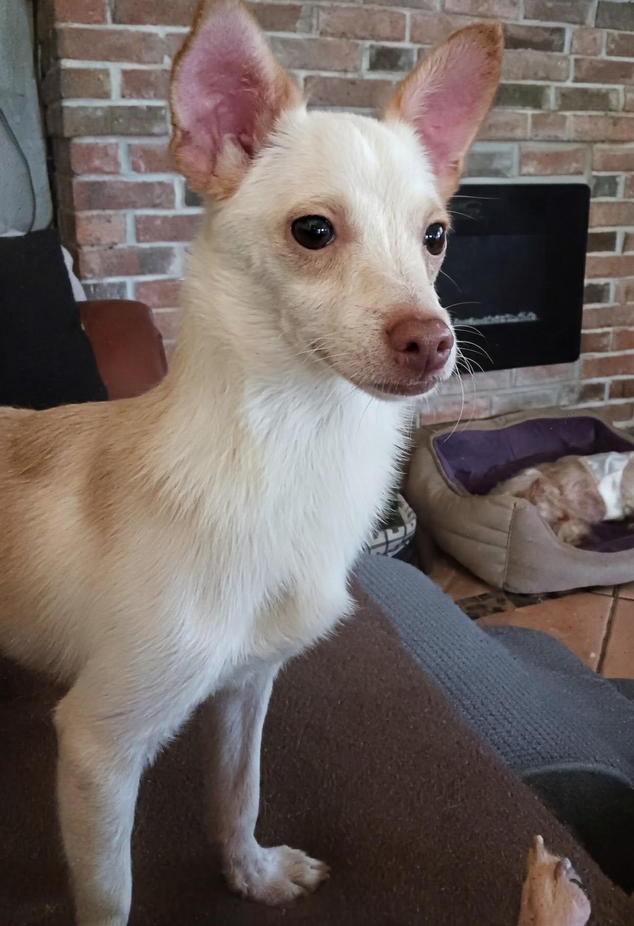 Jax, ADOPTABLE, Young Male Chihuahua.