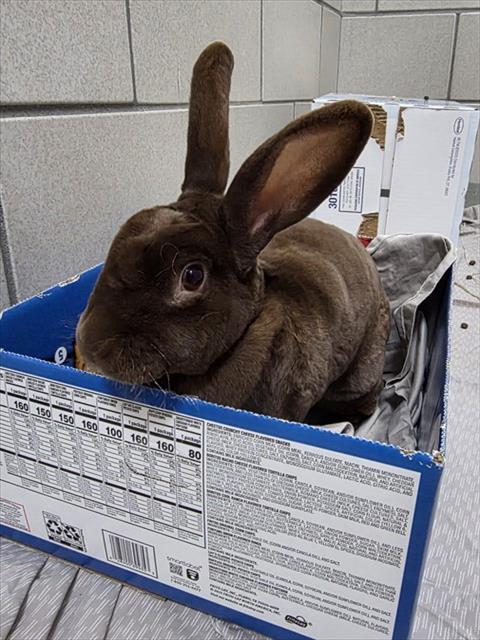 Enlarge GALAXY, a Adoptable Bunny Rabbit in Boston, MA image 1/1