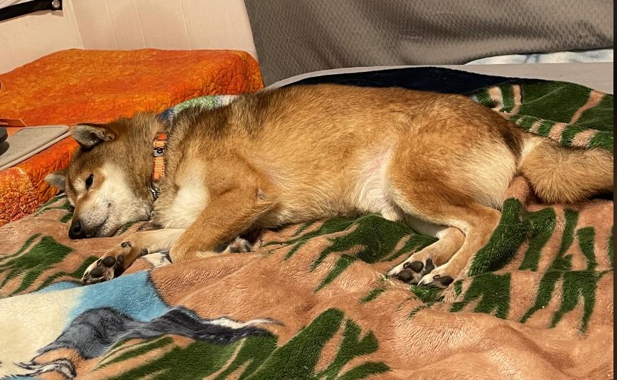 Syd, Adoptable, Adult Male Shiba Inu.