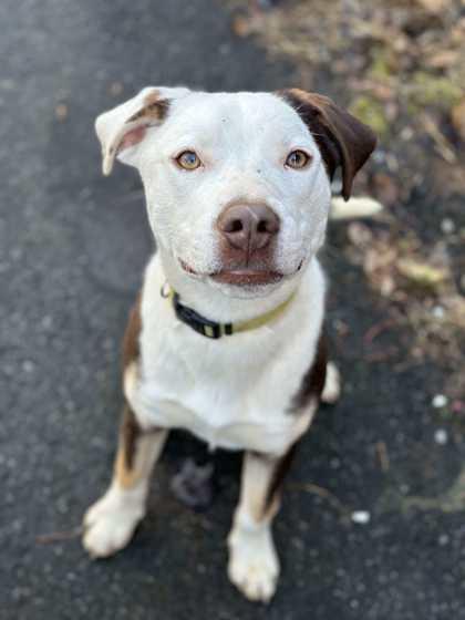 Hunter, Adoptable, Puppy Male Labrador Retriever & Terrier.