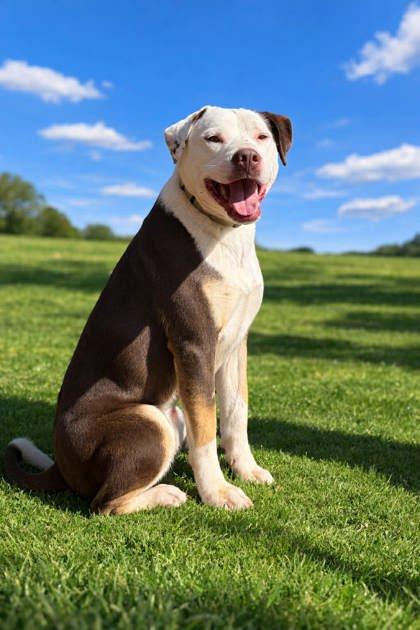 Enlarge Hunter, a Adoptable mixed breed in Malvern, PA image 3/3