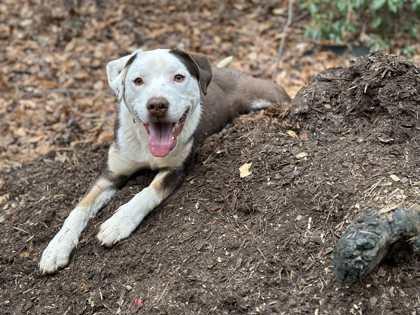 Enlarge Hunter, a Adoptable mixed breed in Malvern, PA image 3/5