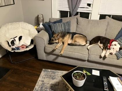 Enlarge Hunter, a Adoptable mixed breed in Malvern, PA image 5/5