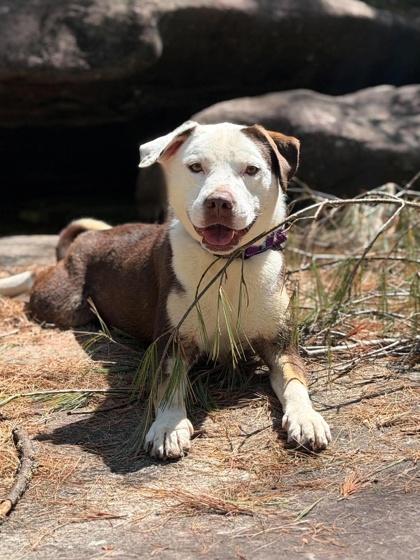 Enlarge Hunter, a Adoptable mixed breed in Malvern, PA image 3/3