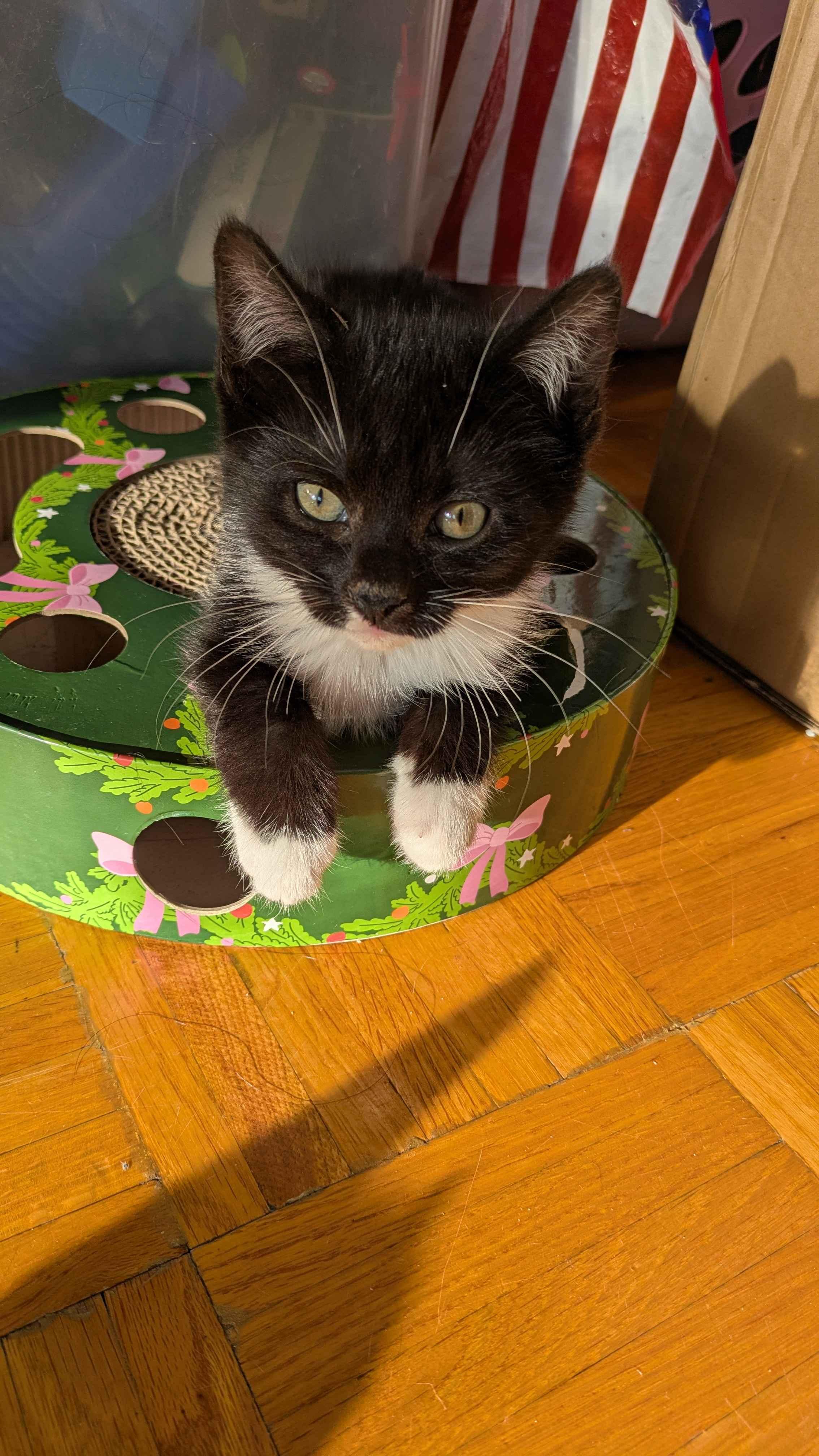 Stormy, a ADOPTABLE Domestic Short Hair in Weehawken, NJ image 5/6