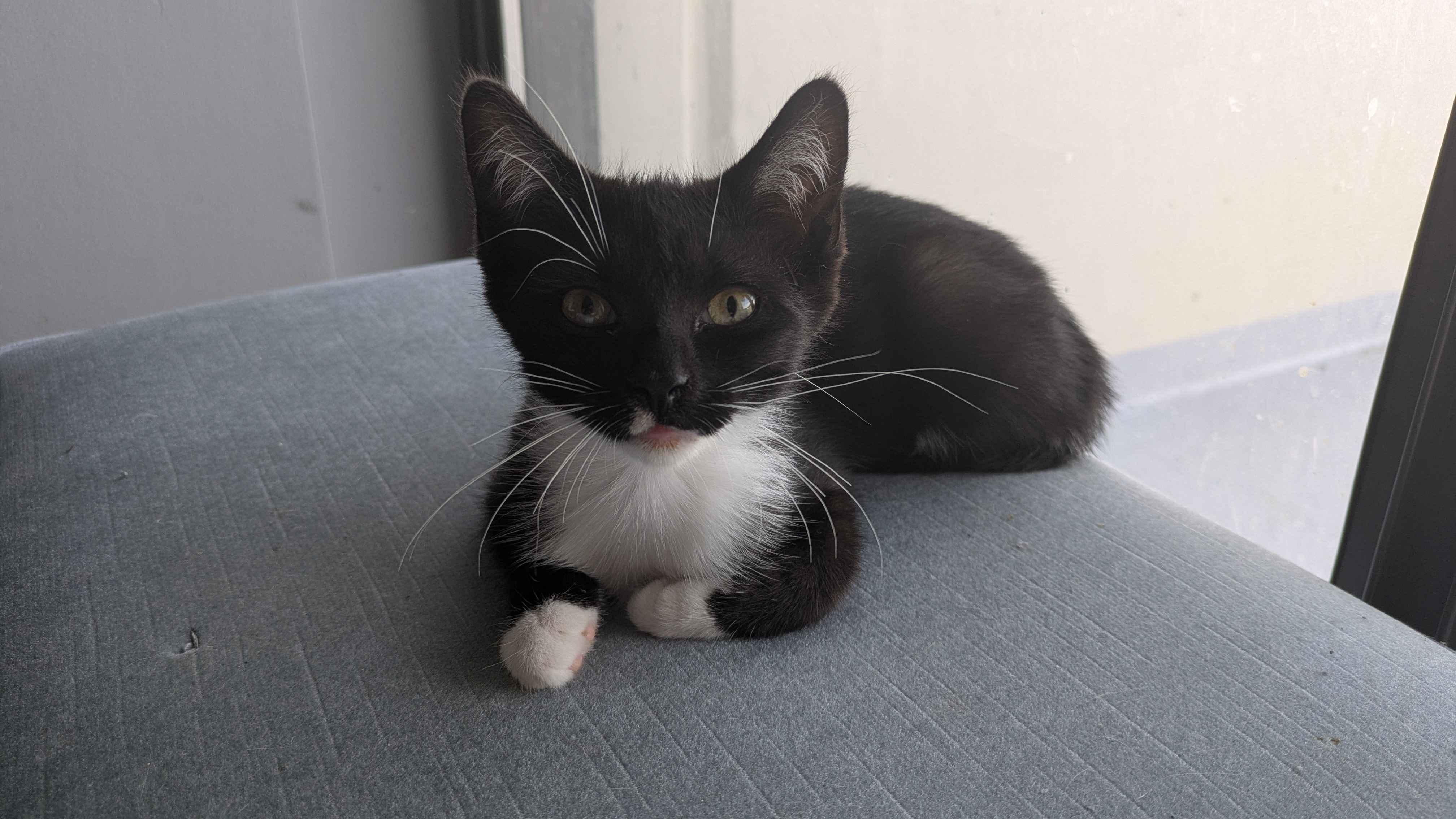 Stormy, a ADOPTABLE Domestic Short Hair in Weehawken, NJ image 6/6