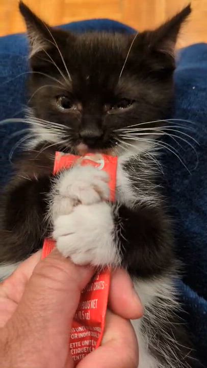 Enlarge Stormy, a ADOPTABLE Domestic Short Hair in Weehawken, NJ video 4/6