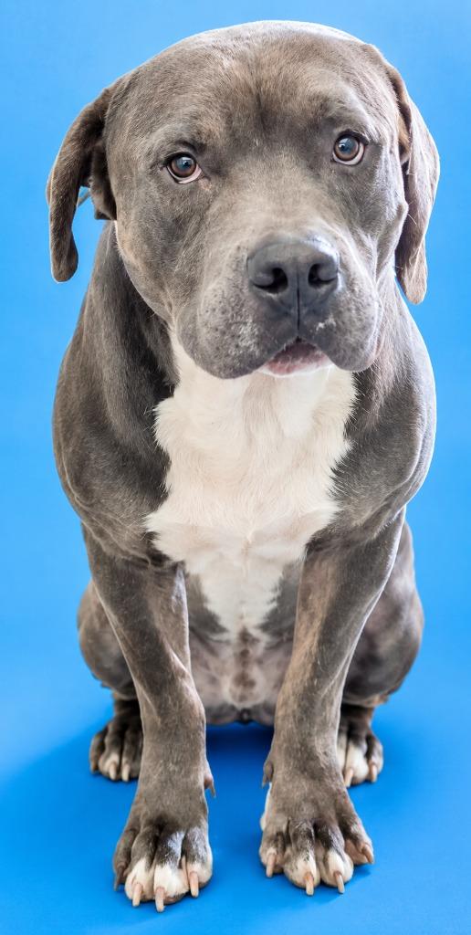 Bobbie, Adoptable, Young Male Pit Bull Terrier.