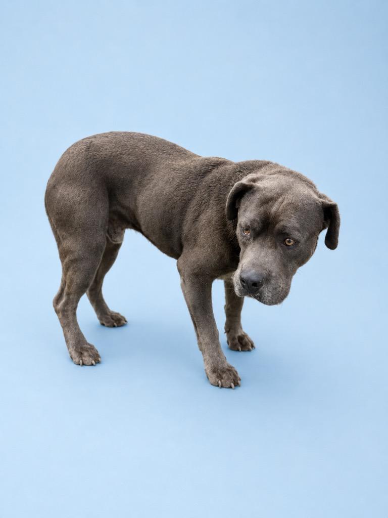 Bobbie, Adoptable, Young Male Pit Bull Terrier.