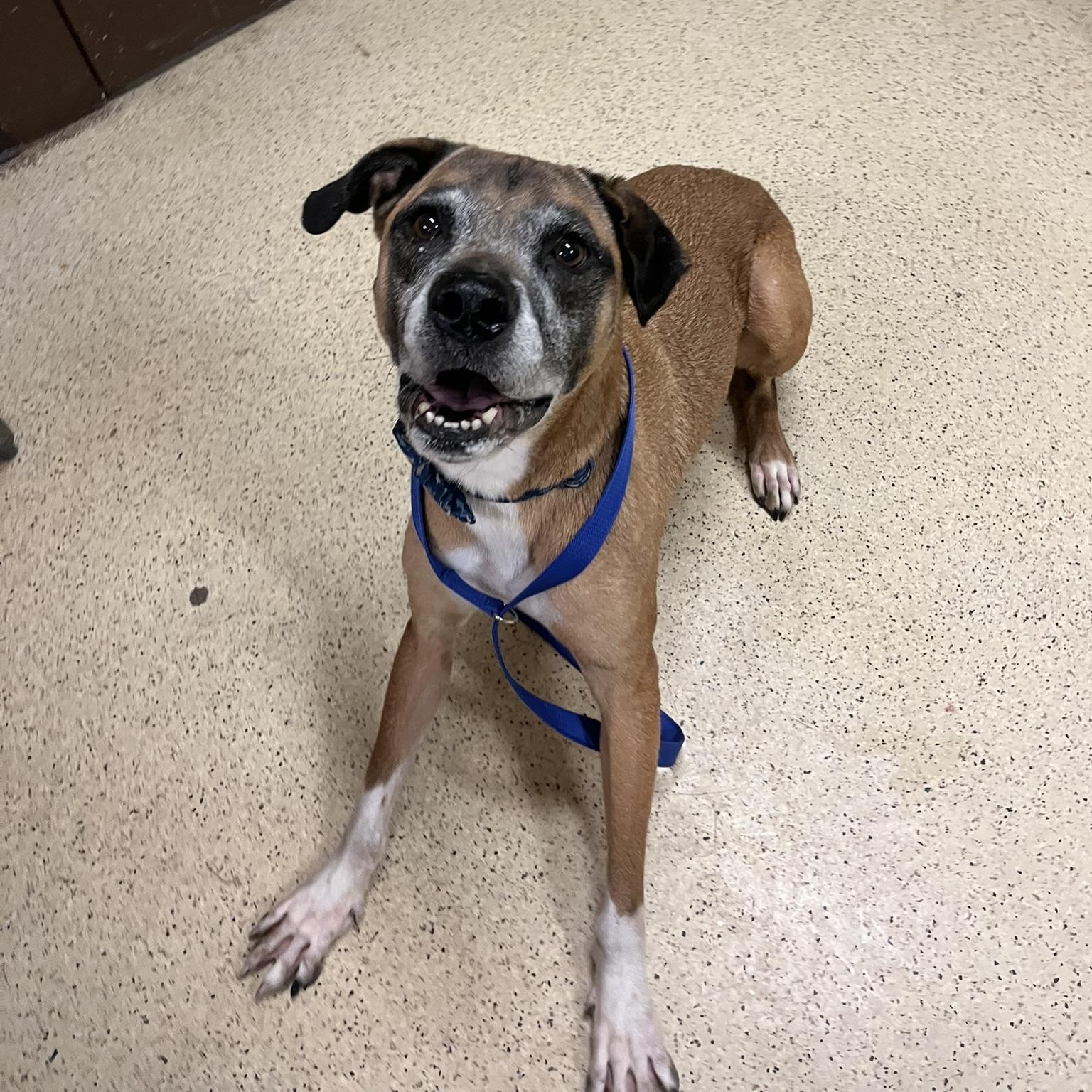 Enlarge Gandalf - ADOPTION FEE IS WAIVED!!, a ADOPTABLE mixed breed in Muncie, IN image 5/6