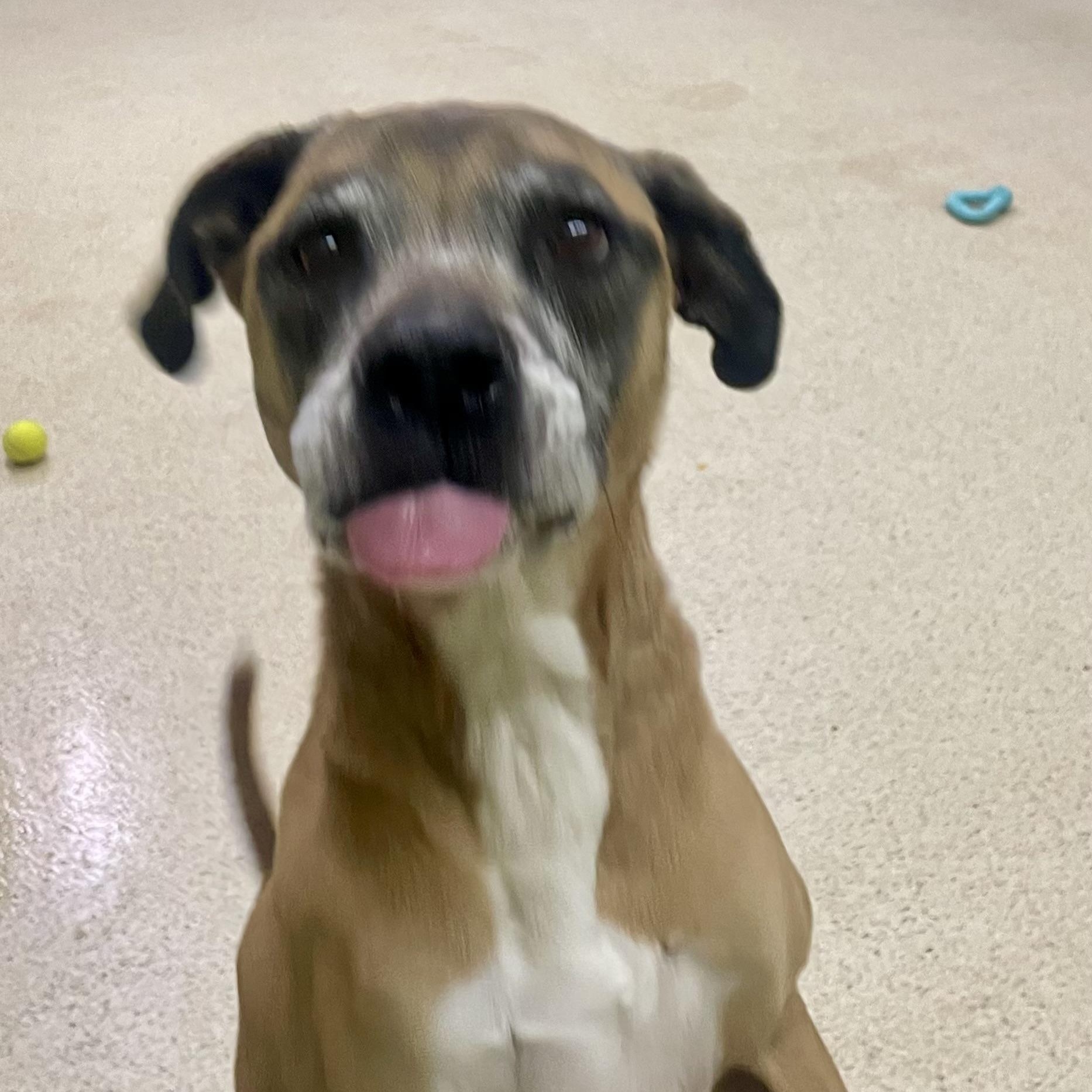 Enlarge Gandalf - ADOPTION FEE IS WAIVED!!, a ADOPTABLE mixed breed in Muncie, IN image 6/6