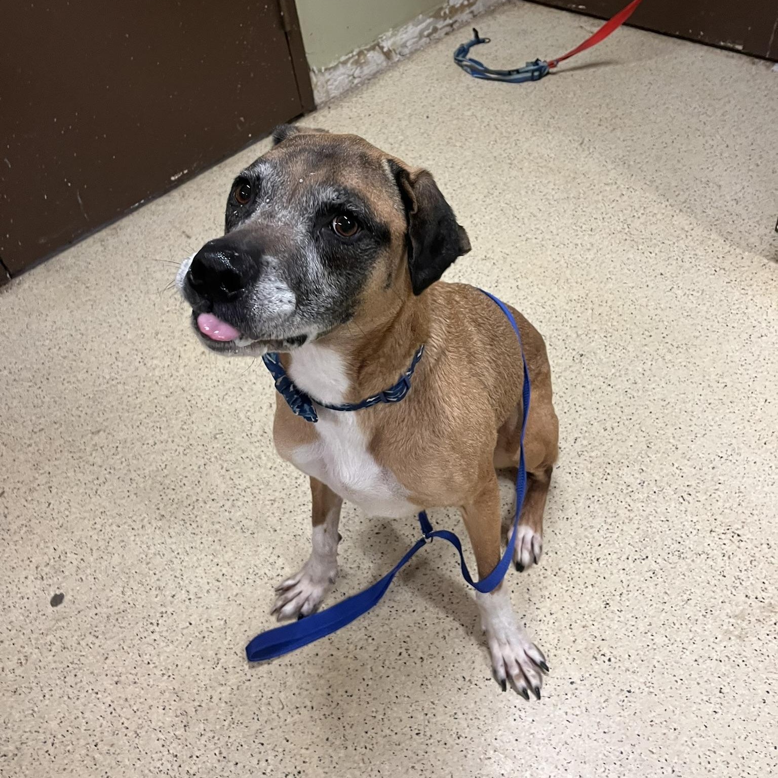 Enlarge Gandalf - ADOPTION FEE IS WAIVED!!, a ADOPTABLE mixed breed in Muncie, IN image 4/6