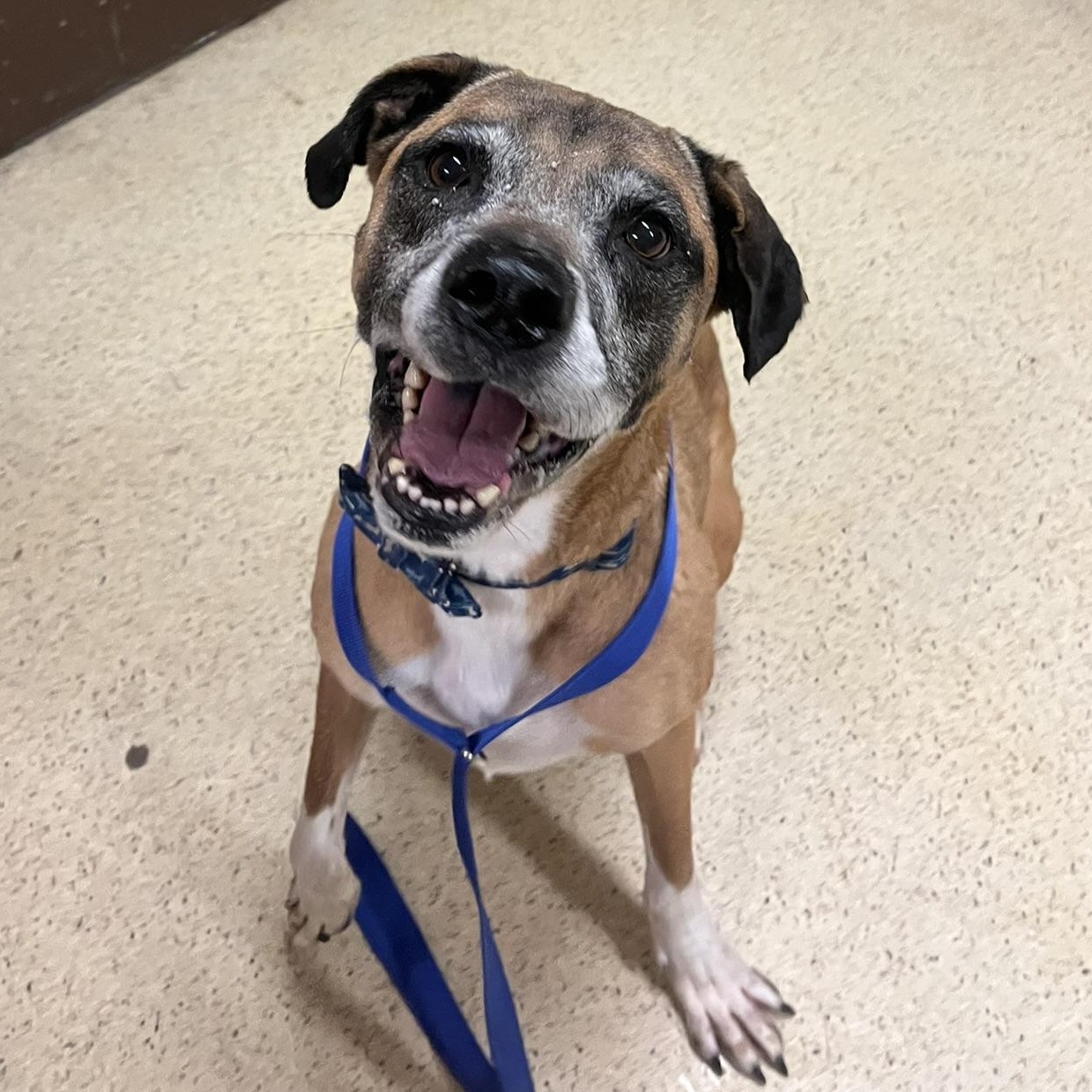 Enlarge Gandalf - ADOPTION FEE IS WAIVED!!, a ADOPTABLE mixed breed in Muncie, IN image 3/6